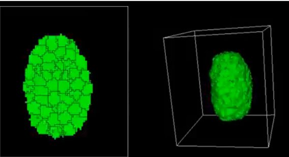 3D Convergent Extension Simulation